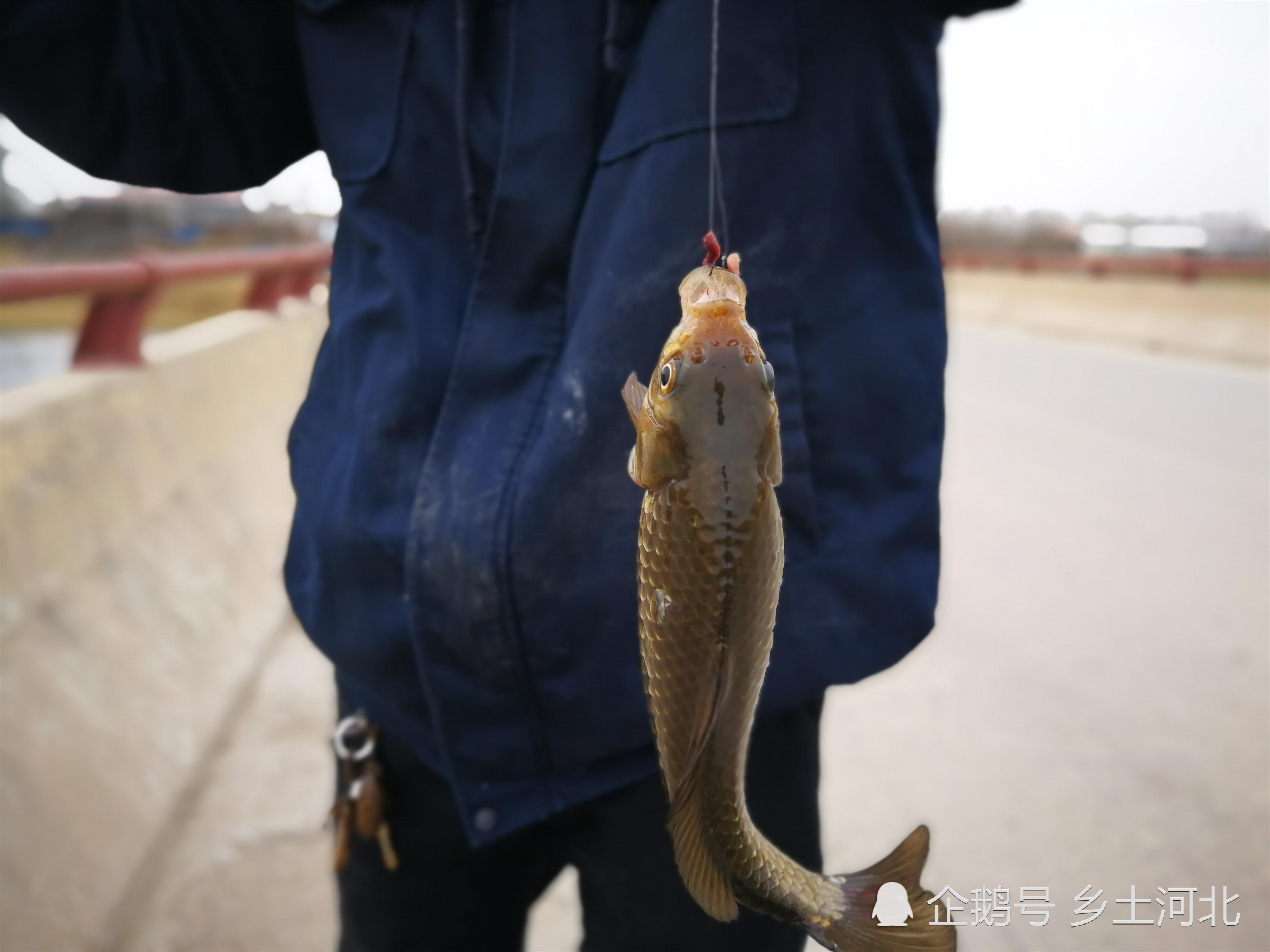 钓鱼安卓破解版下载_台钓钓鱼游戏手机版破解_钓鱼破解版游戏大全