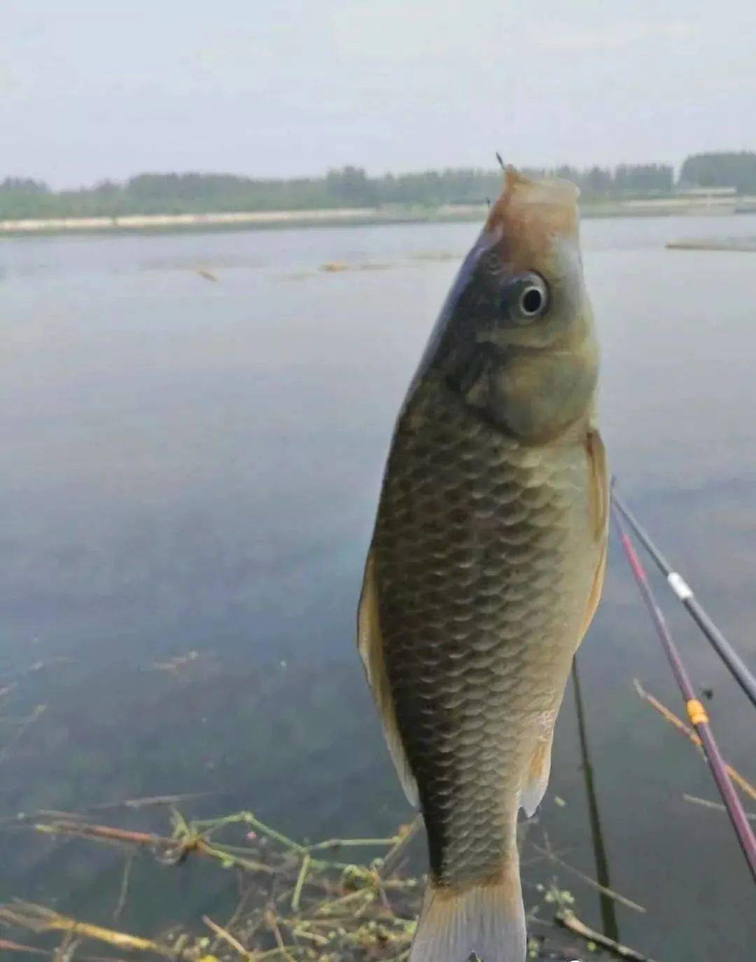 钓鱼破解版游戏大全_台钓钓鱼游戏手机版破解_钓鱼安卓破解版下载