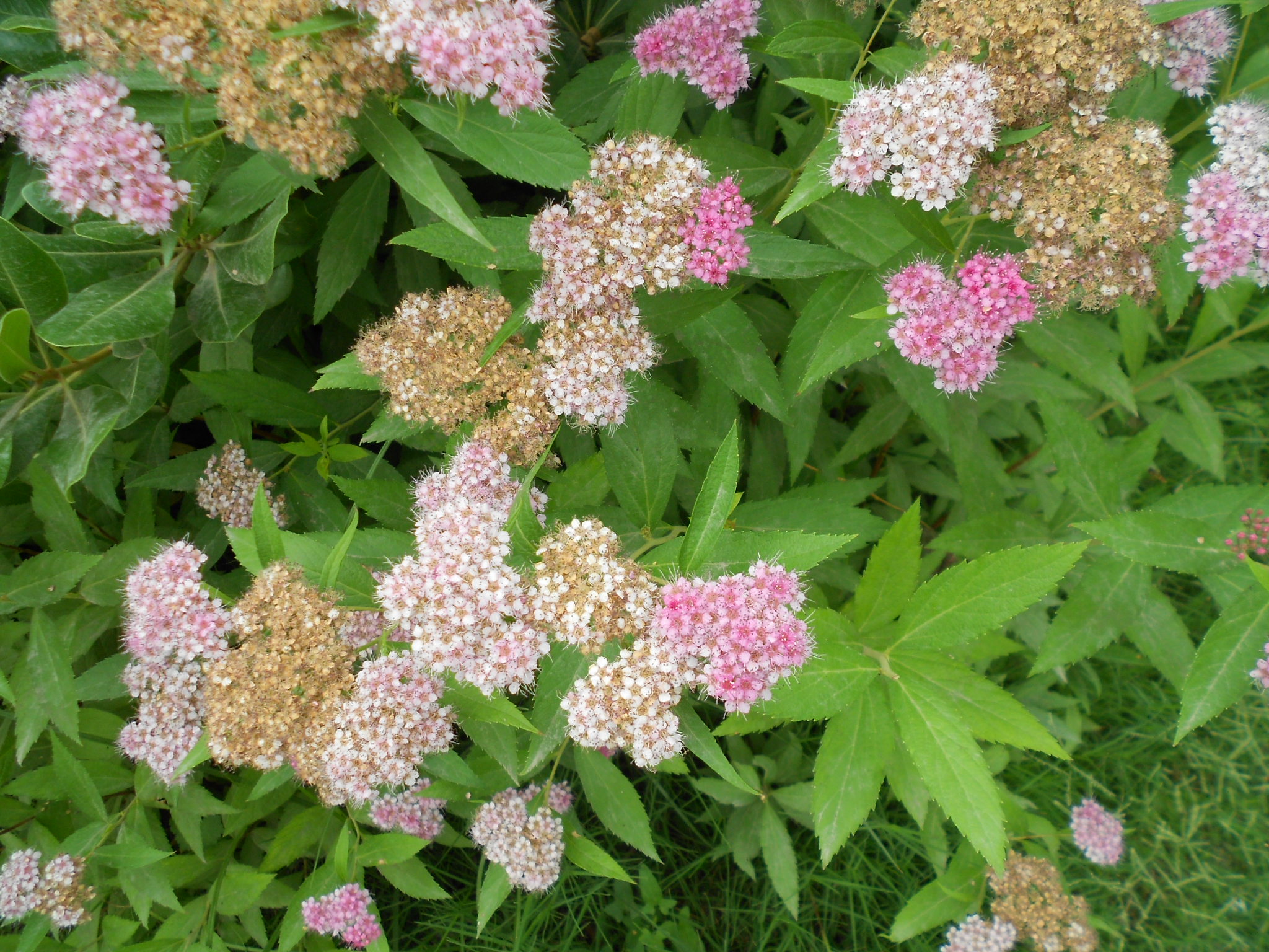 麻叶绣线菊的花程式_麻叶绣线菊_麻叶绣线菊是单叶还是复叶