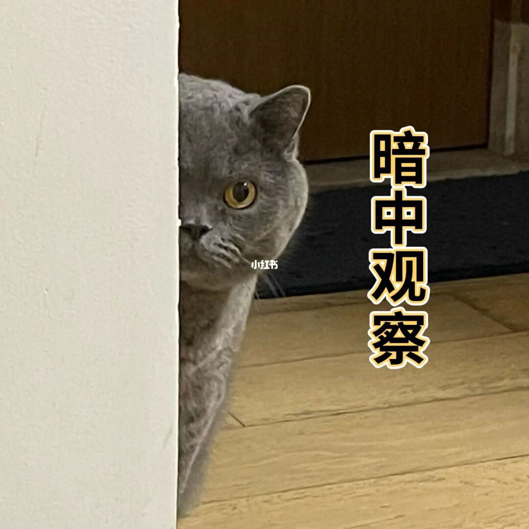 藏猫猫的手机游戏_手机藏猫猫游戏_藏猫猫手机游戏叫什么