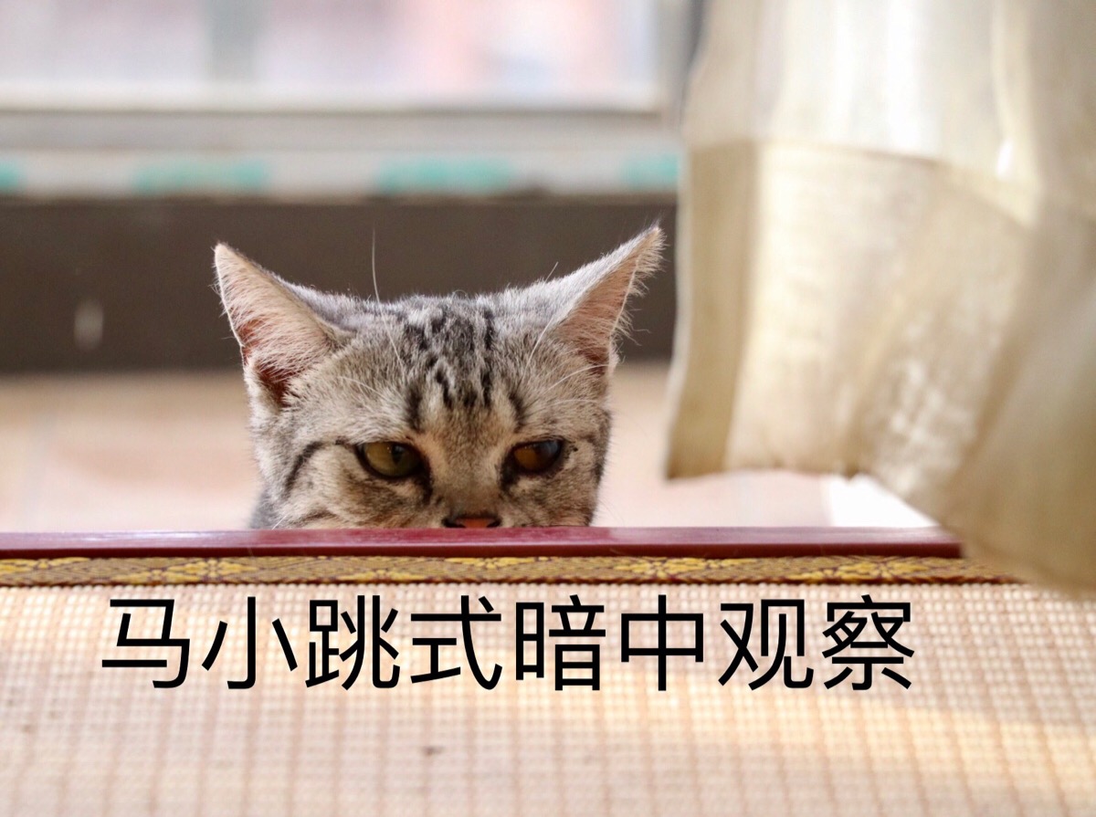 藏猫猫的手机游戏_藏猫猫手机游戏叫什么_手机藏猫猫游戏