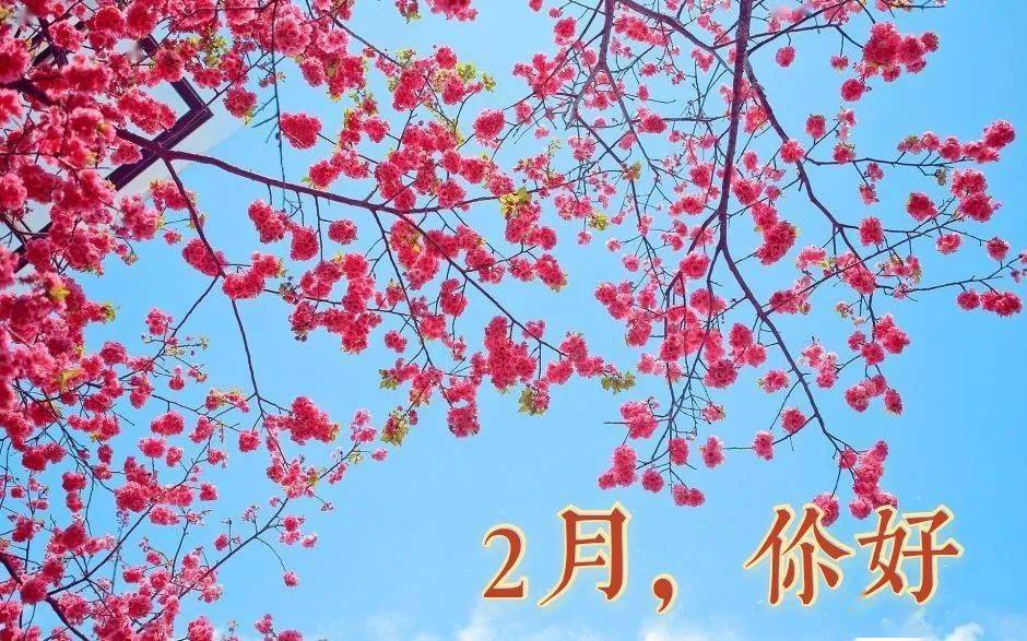 二月二十七_二月初二_二月兰读后感