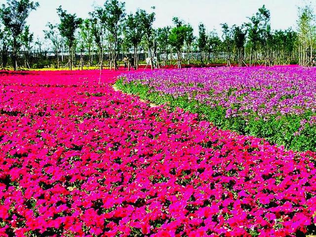 芽衣姐我不想死_芽衣柚子_芽衣