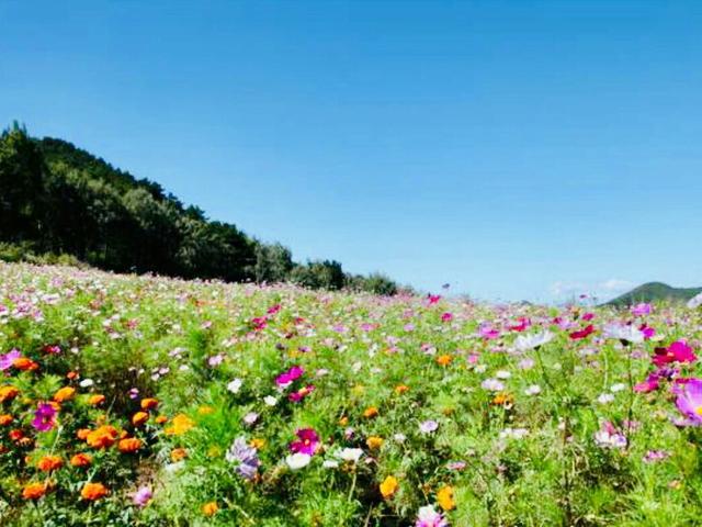 芽衣_芽衣柚子_芽衣姐我不想死