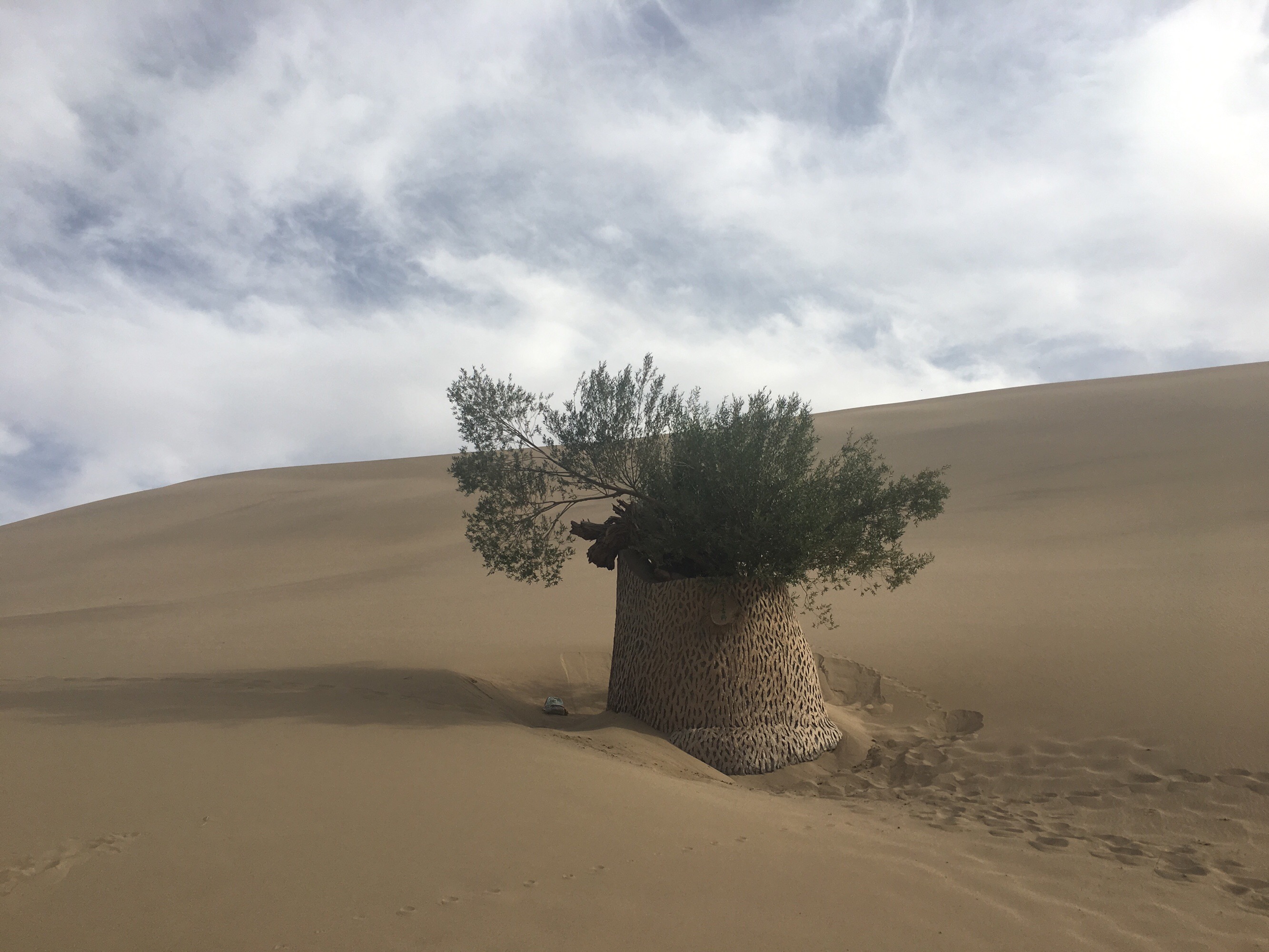 用手机在沙漠种树的游戏_沙漠种树神器_沙漠种树大骗局