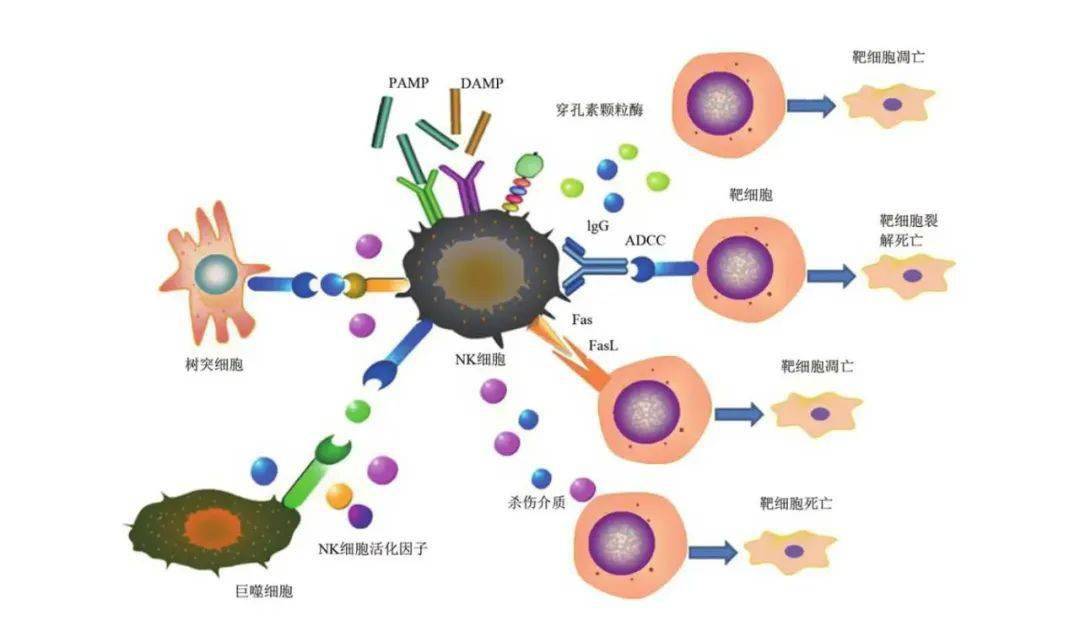 初始细胞是什么_初始细胞毒性T细胞_初始t细胞