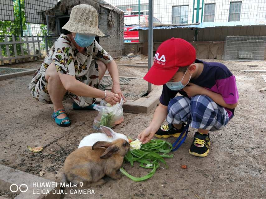 最近很火的养兔子游戏_养兔子小游戏_手机养小兔游戏