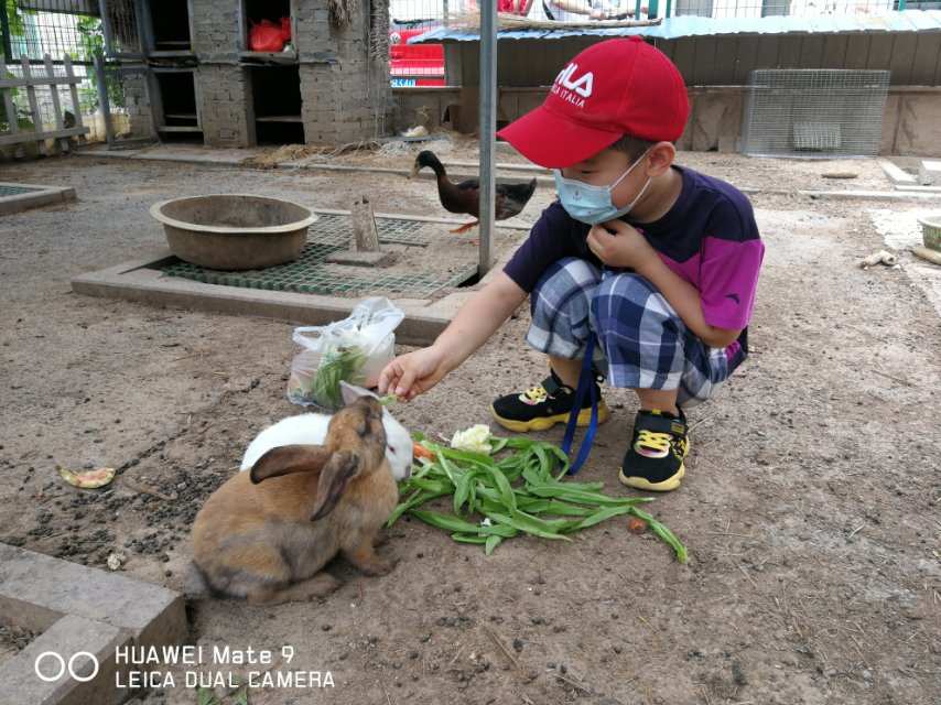 最近很火的养兔子游戏_手机养小兔游戏_养兔子小游戏