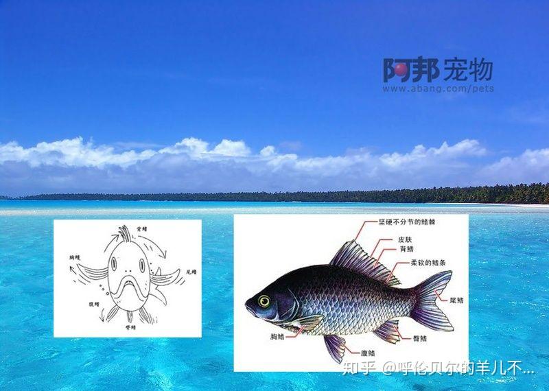 棘鳍_碧蓝航线棘鳍_棘鳍怎么读