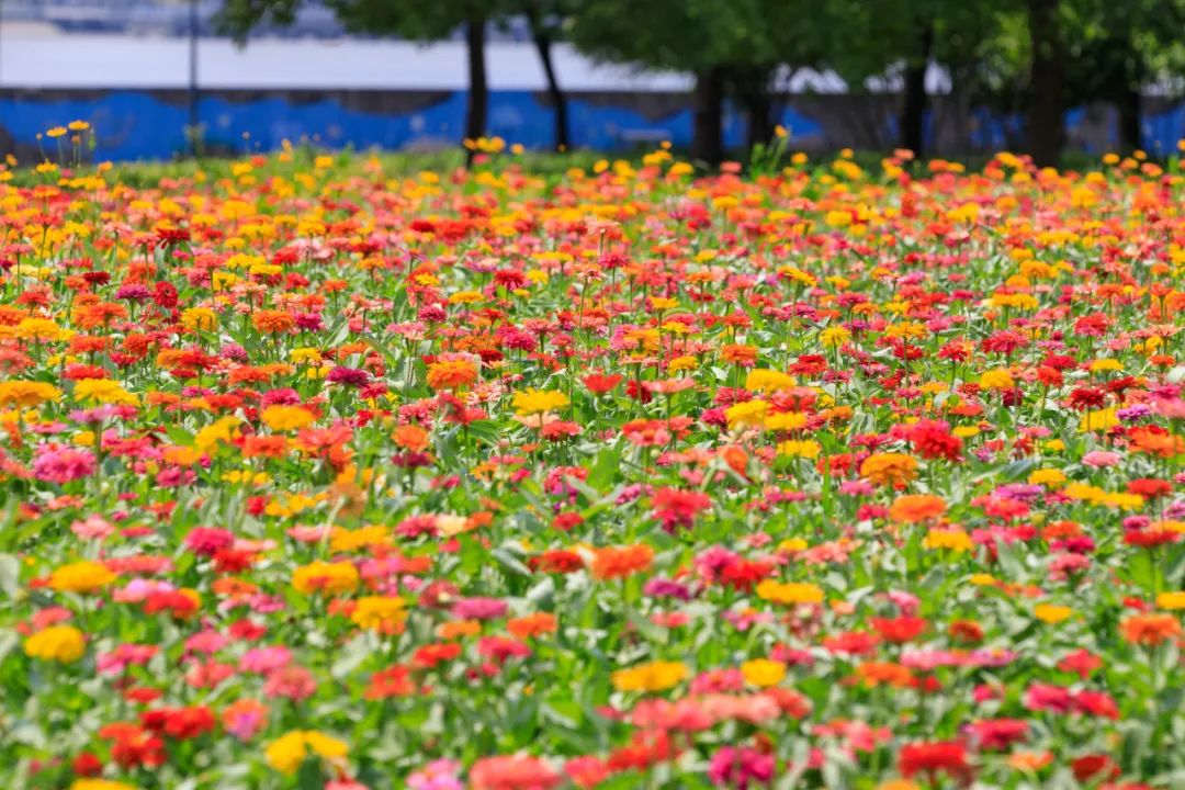 花朝节_花朝节_花朝节