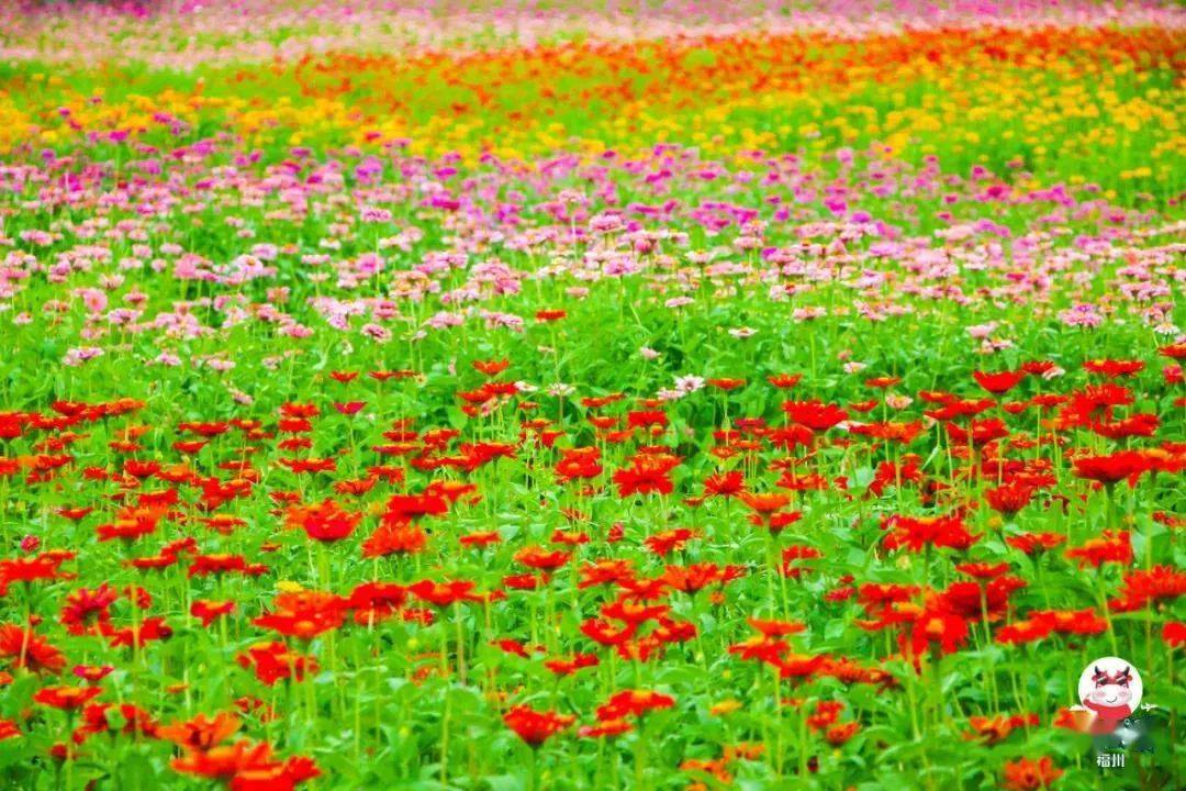 花朝节_花朝节_花朝节