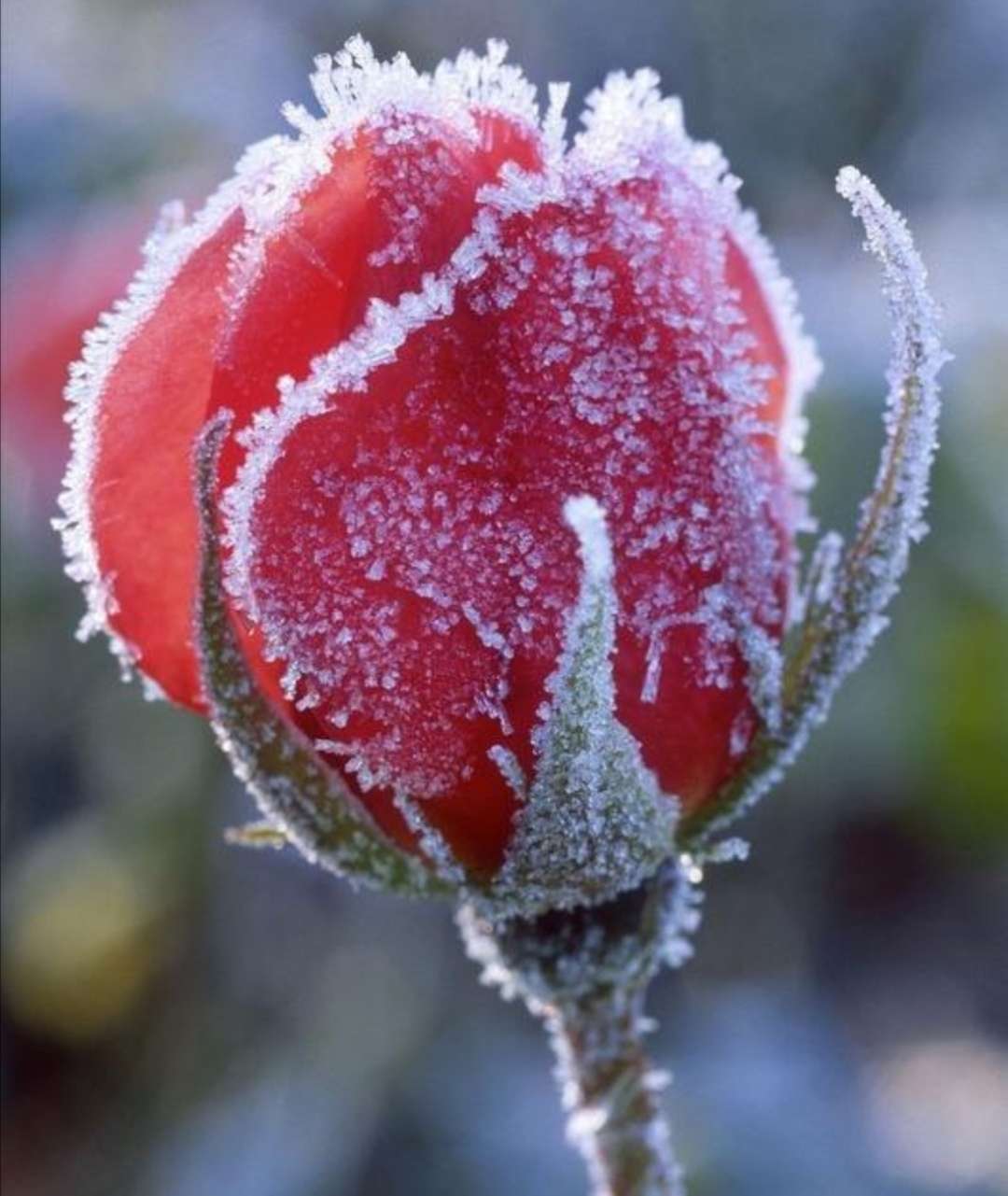 月令花图片_十二月令花_月令花代表什么意思