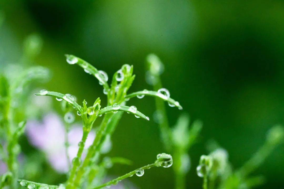 雨水指什么_雨水意味着_雨水是什么意思