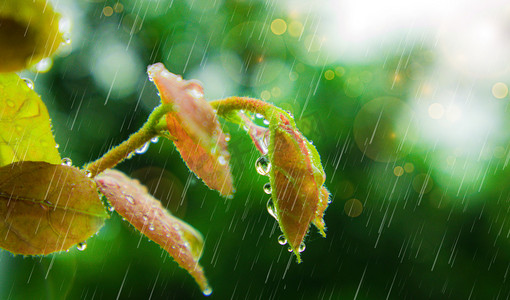 雨水是什么意思_雨水意味着_雨水指什么