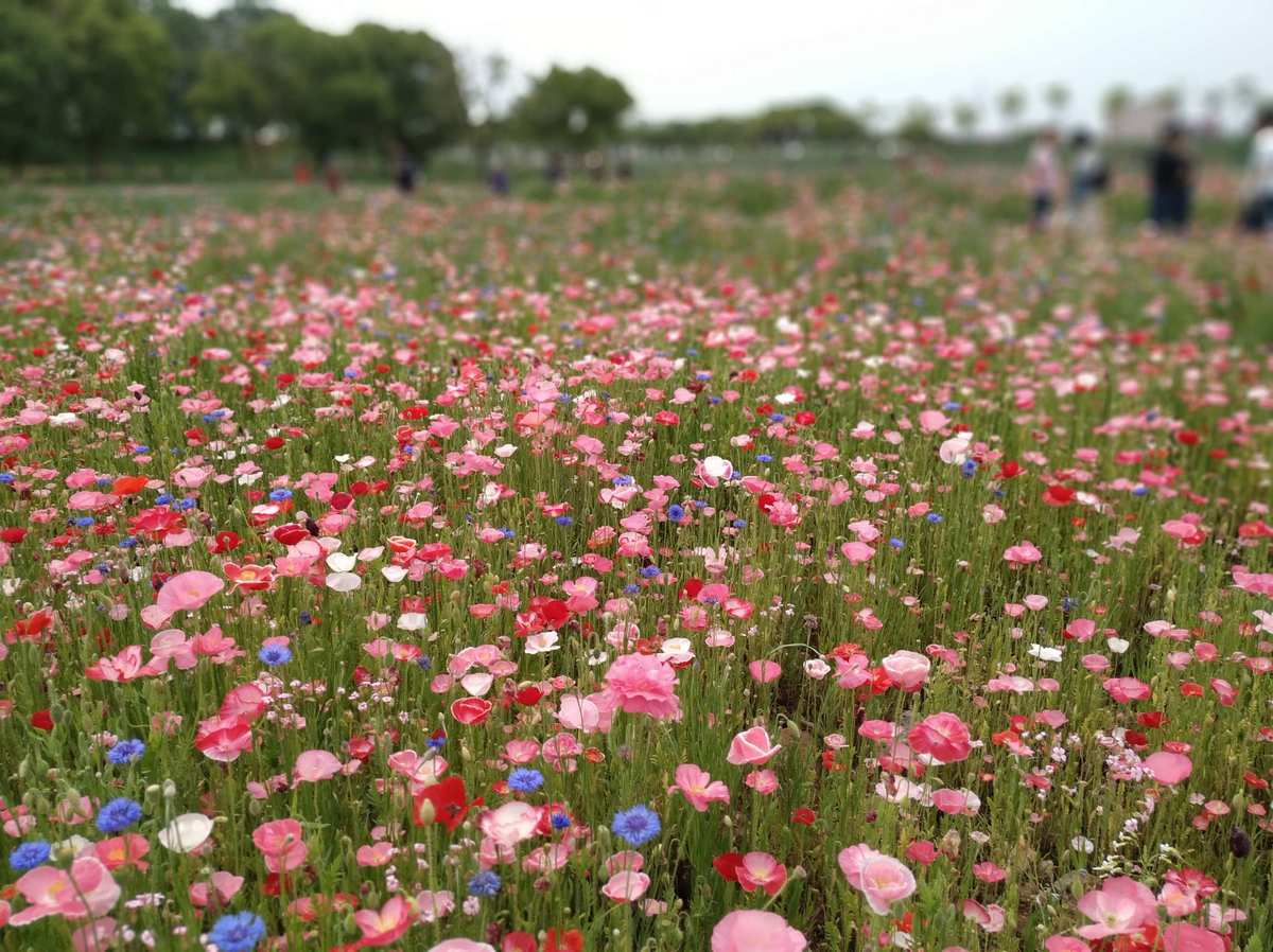 花神_花神诞祭_花神是谁