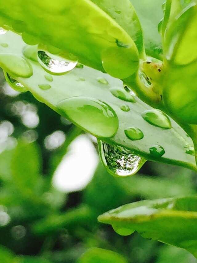 雨后小故事动态_雨后小的故事全集图动态_雨后故事动态张图西红柿