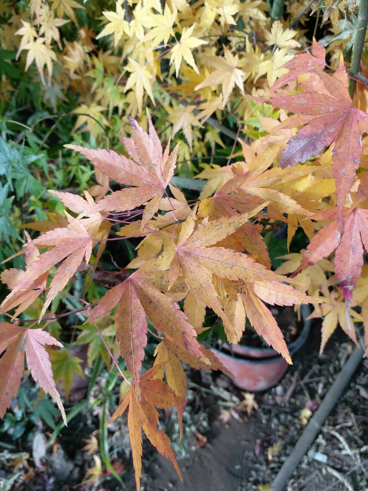 花枫_七关枫花重口_七咲枫花浴室