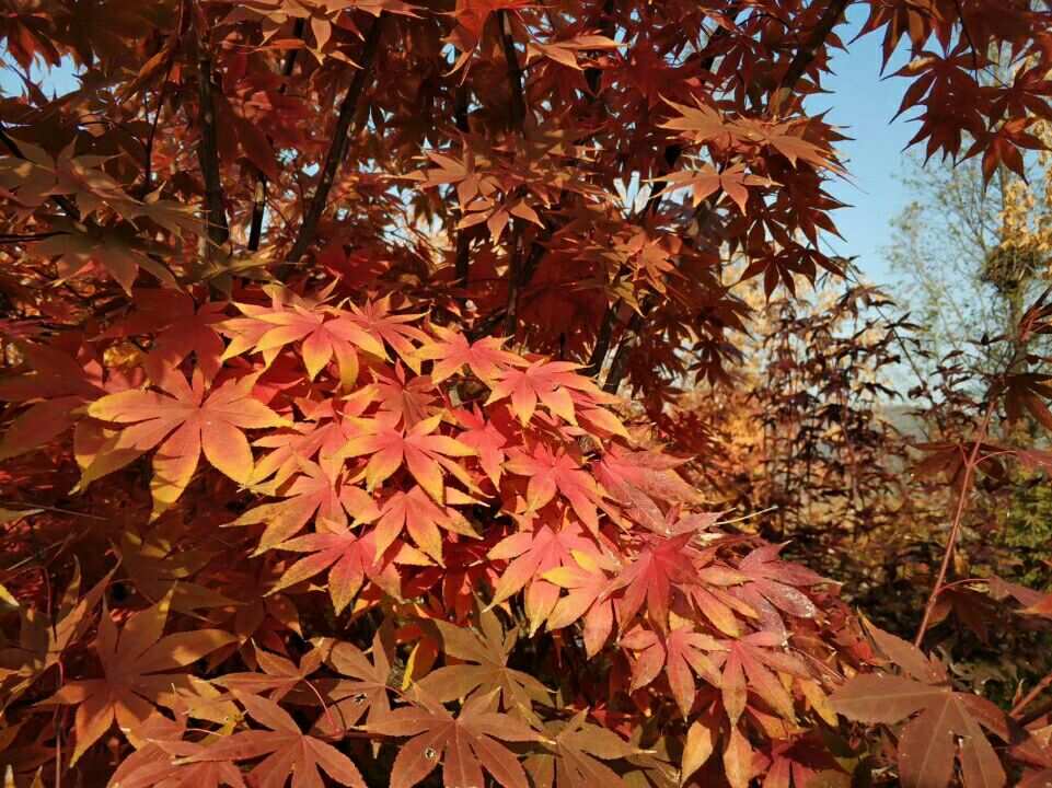 七关枫花重口_花枫_七咲枫花浴室