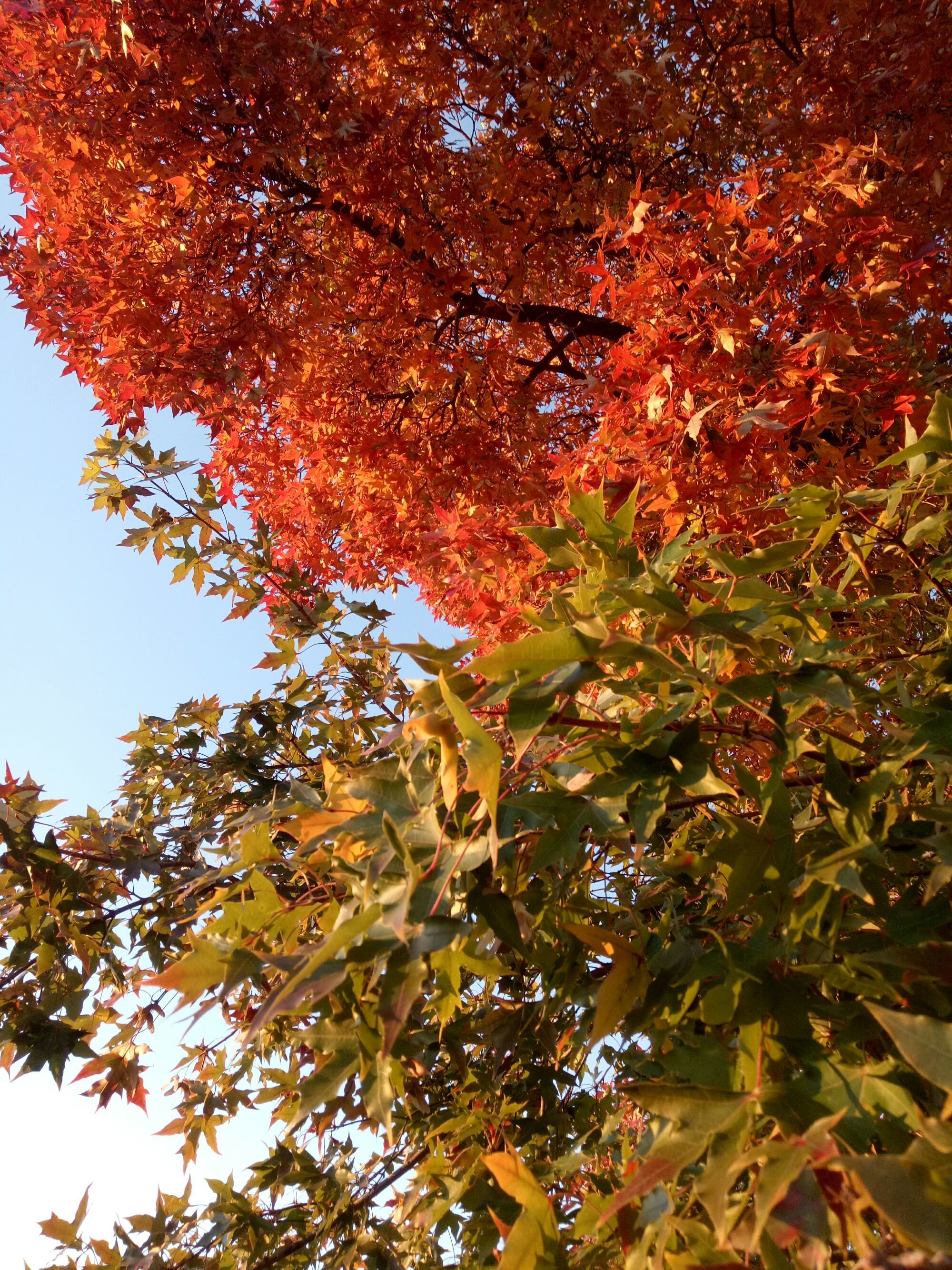 七咲枫花浴室_花枫_七关枫花重口