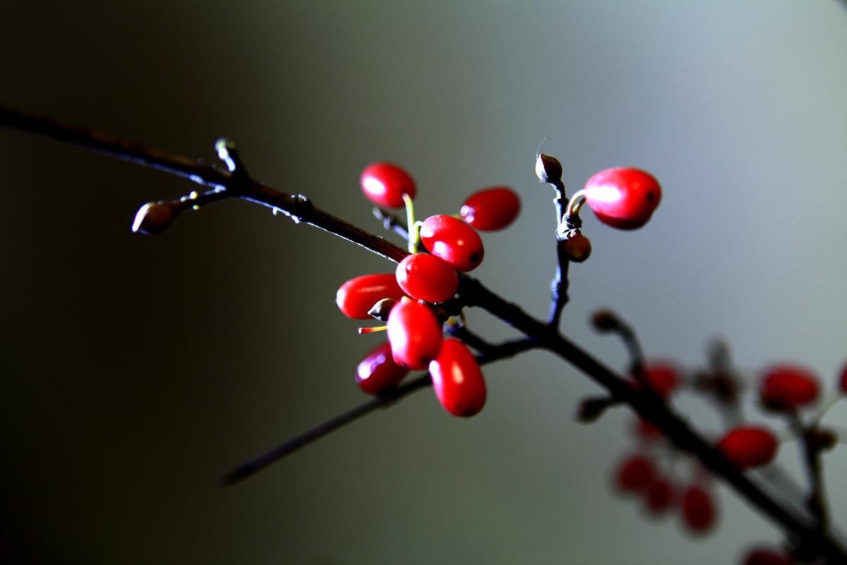 风俗重阳节有哪些活动_风俗重阳节的风俗_重阳节有什么风俗