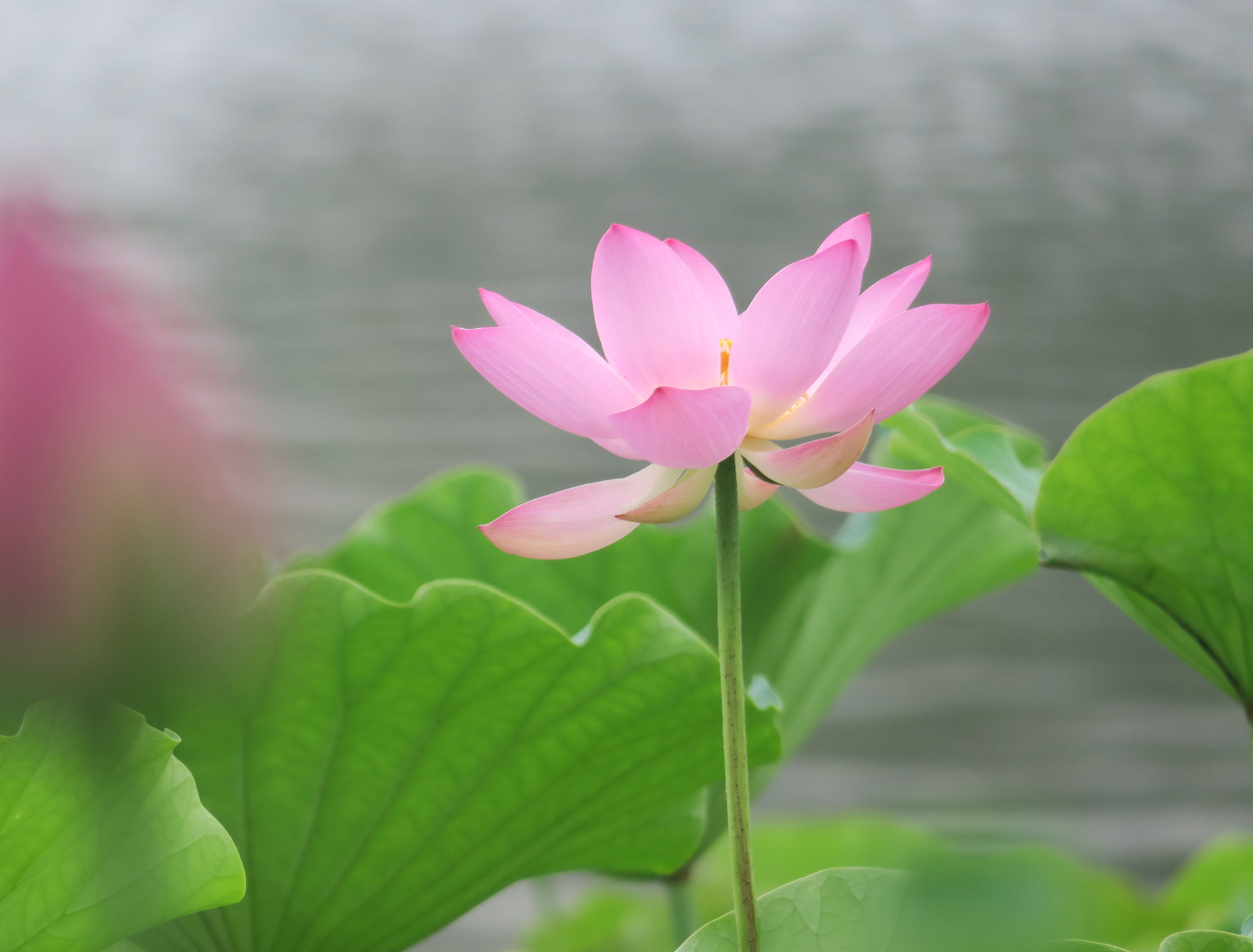 莲宝叶则风景区简介_莲之空_莲空心的叶柄和藕中的气腔