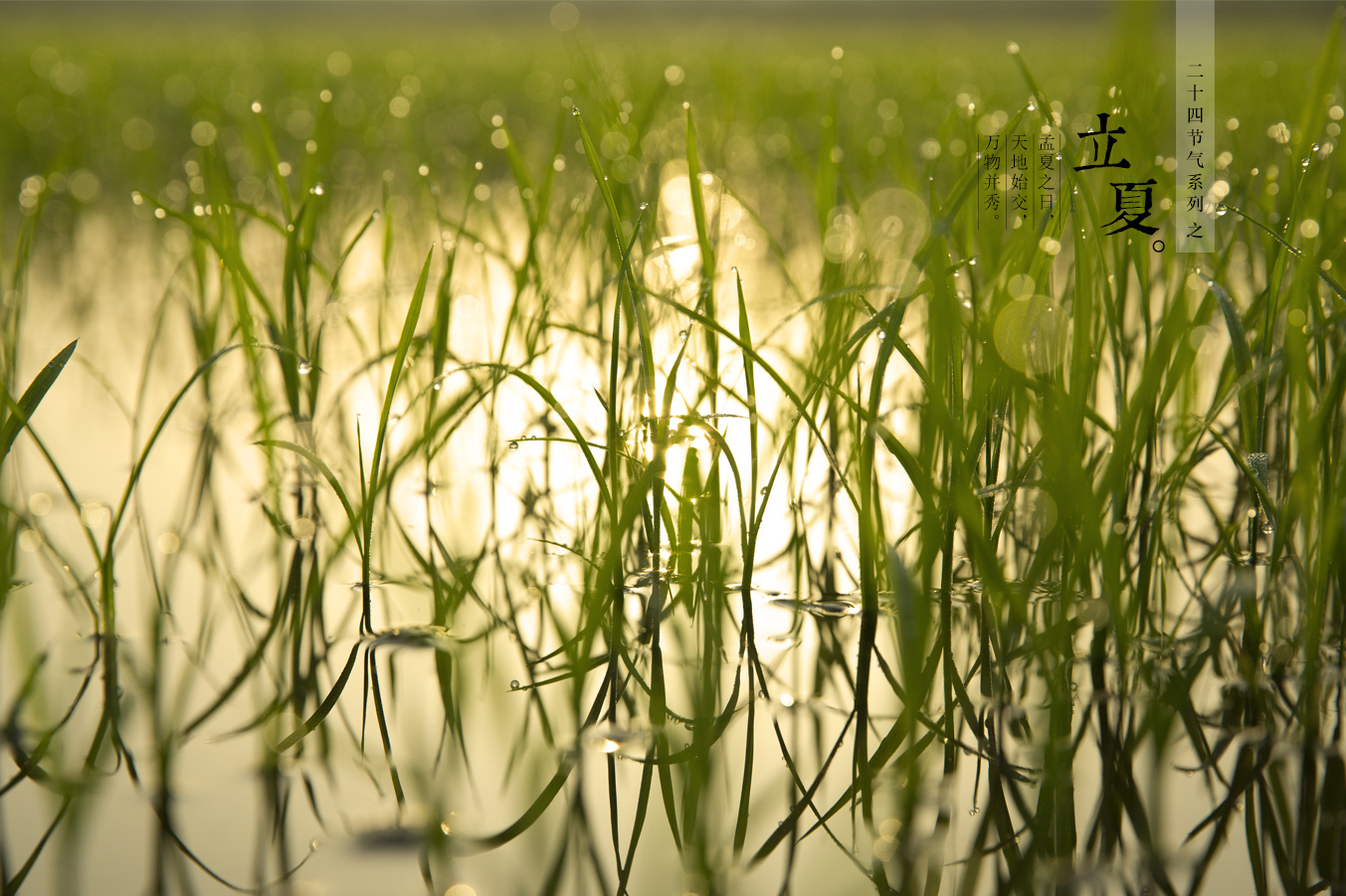 立夏的故事_立夏的故事_立夏的故事