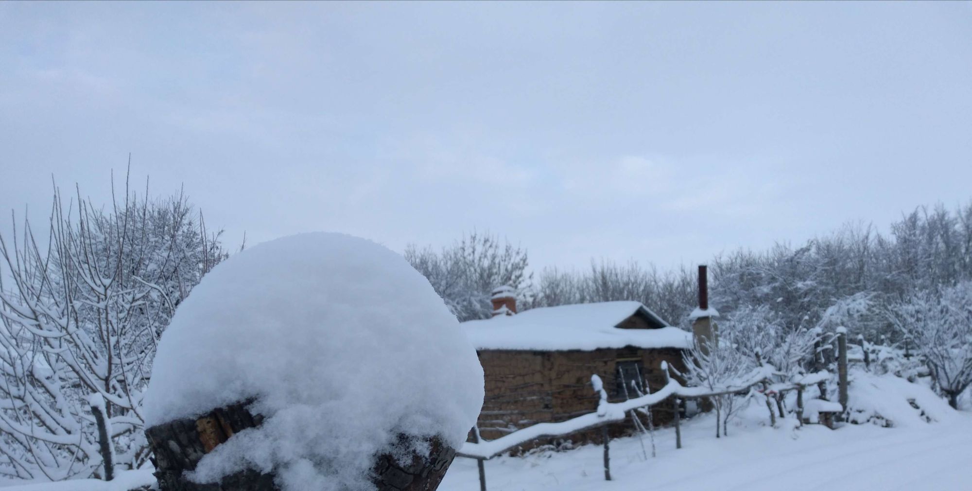 雪茸堂_雪茸的功效与作用_茸雪