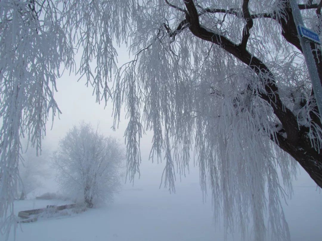 雪茸的功效与作用_雪茸堂_茸雪