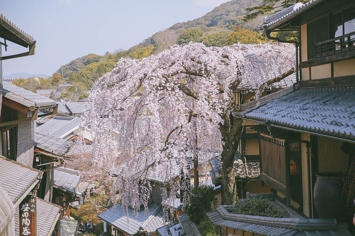 观音坂独步体重_观音坂独步萌娘百科_观音坂独步