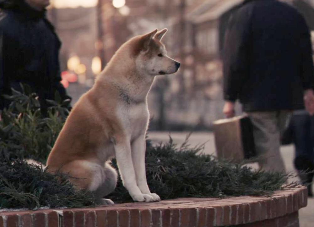 忠犬八公的电影在线观看免费_忠犬八公完整版国语版免费_忠犬八公在线观看完整版免费