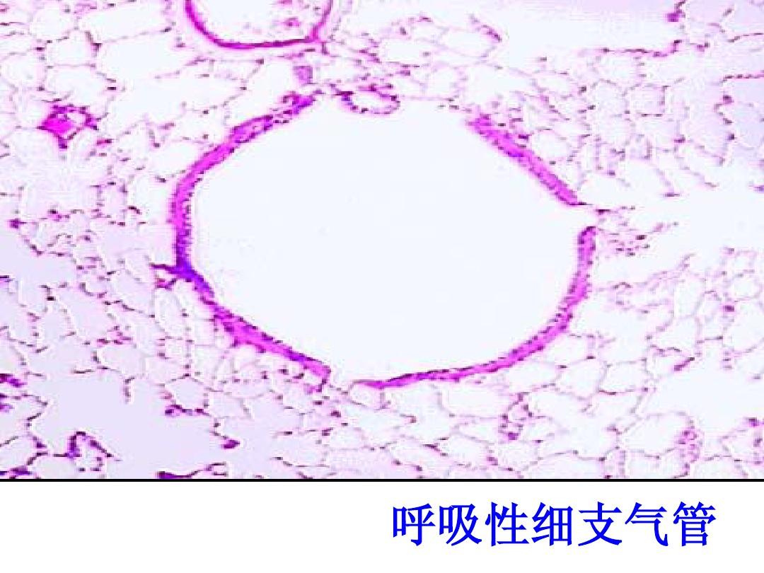 用法中用姜汁调服药物的方剂是_用法中需要噙化的方_tuple在python中的用法