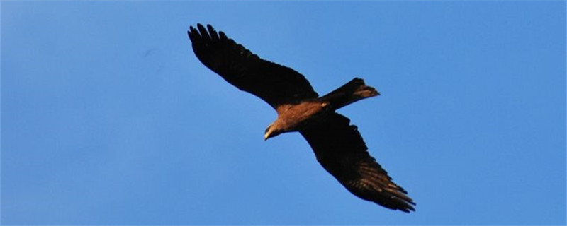 鹰野三四_鹰野摩托价格多少钱_鹰野三四结局