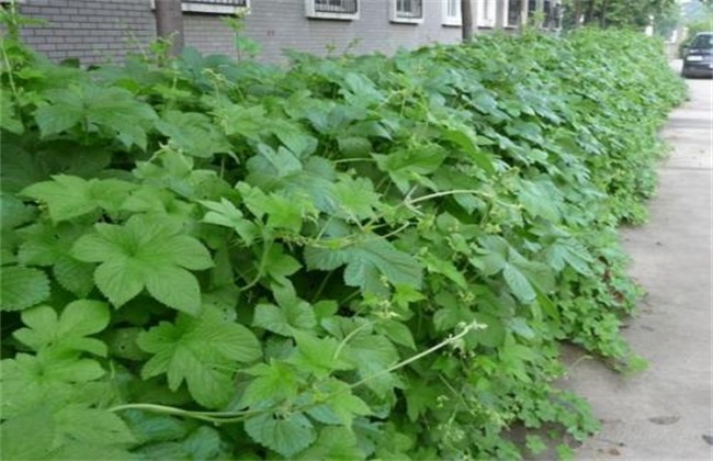 四方川菖蒲结局_四方川菖蒲图片欧派_四方川菖蒲