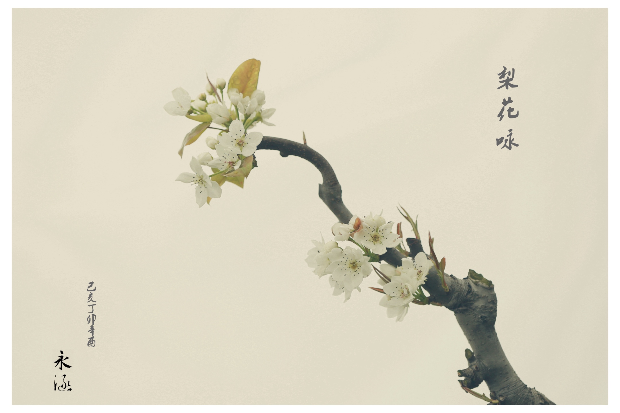 梨梨花生_梨梨花的名字_梨梨花