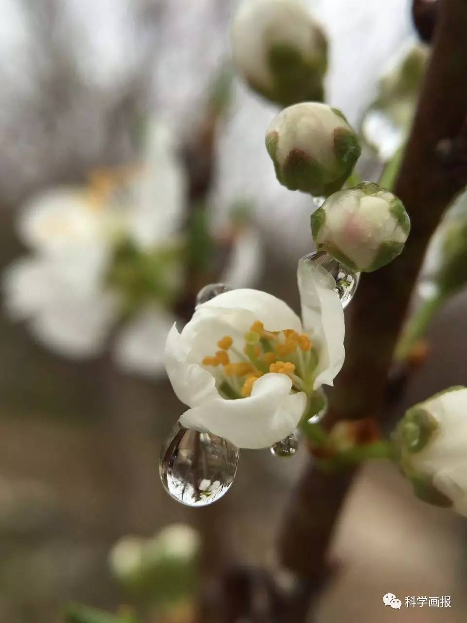 三月雨是什么意思_三月雨洛天依_三月雨