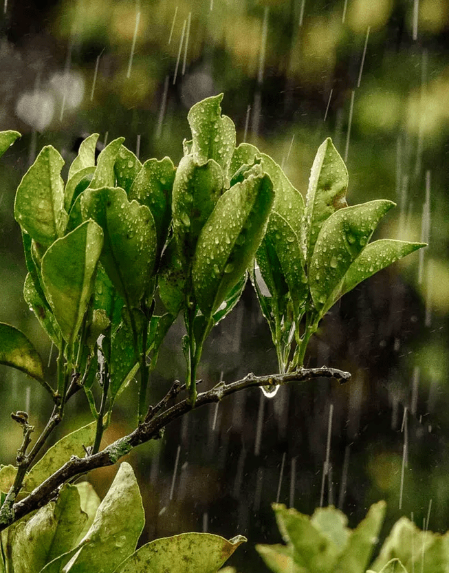 三月雨洛天依_三月雨_三月雨是什么意思