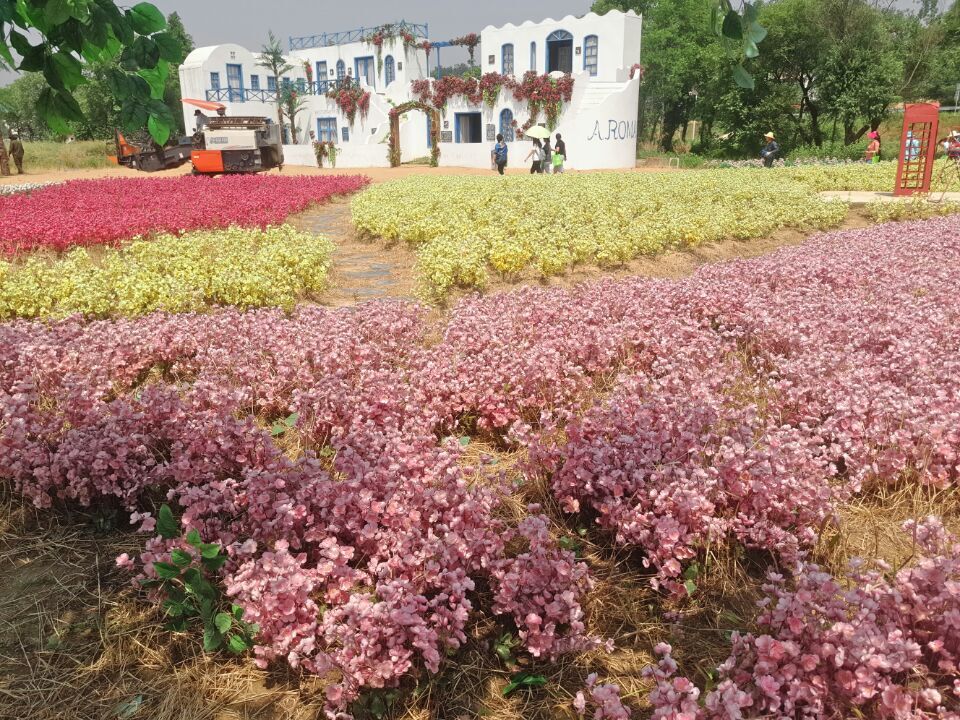 种花类游戏手机_种花类的手机游戏_一款种花的游戏