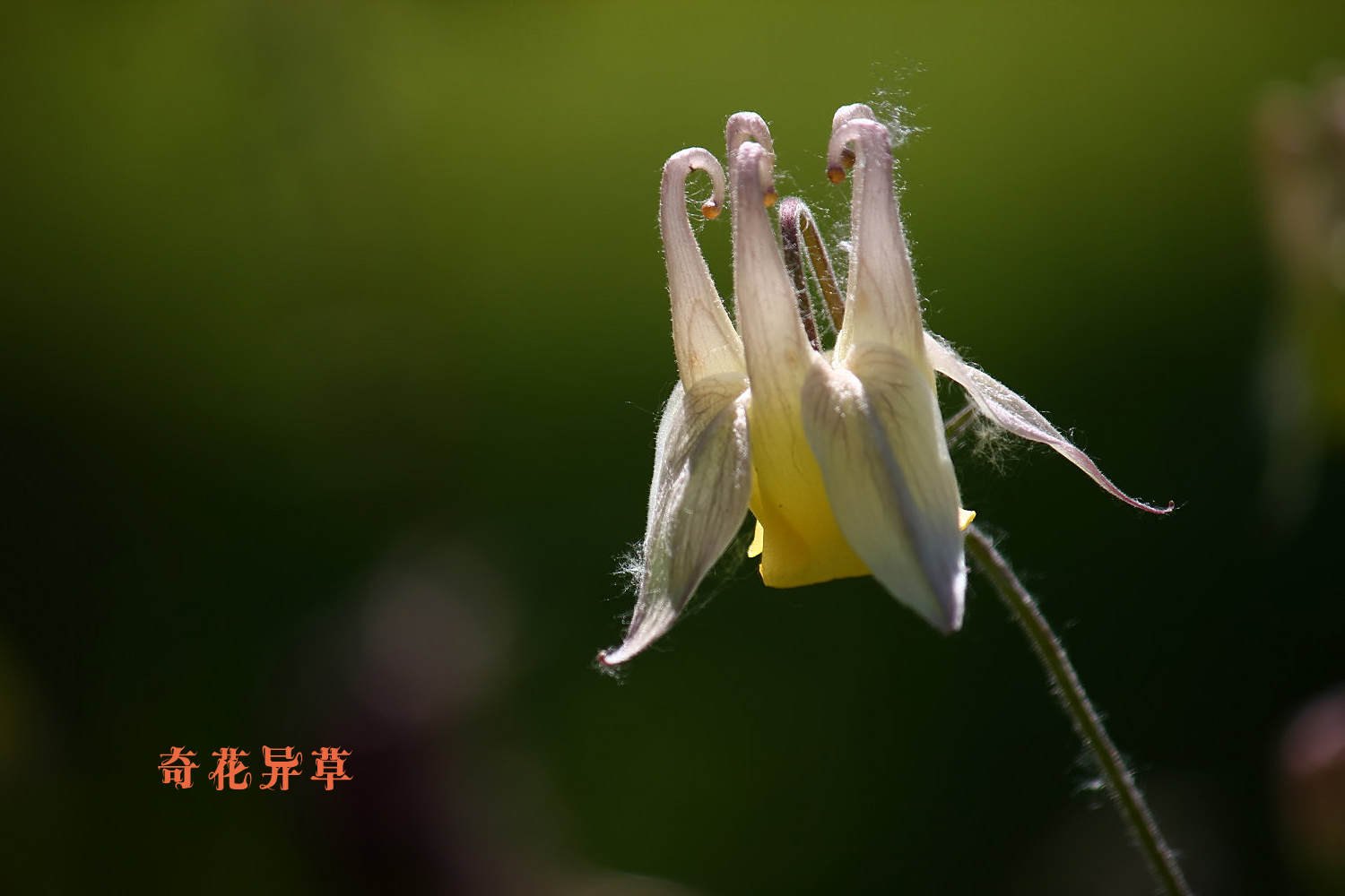 风见幽香_风见幽香的伞_风见幽香多大