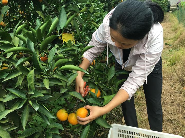 荣耀橙是什么颜色_橘色荣耀_华为荣耀橙色