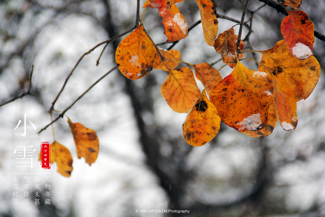 小雪花信风_风花小雪_风小雪话题