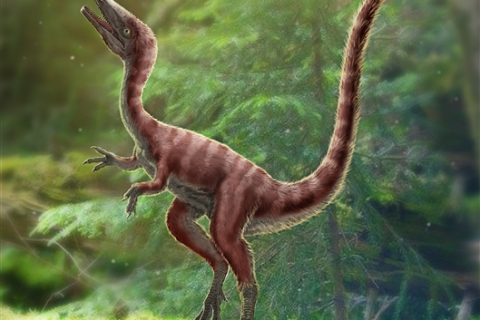 科斯莫古_科斯莫古怎么样_科斯莫古是不是神兽