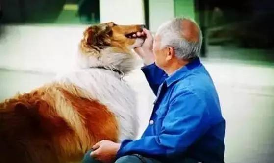 下载使命手游_一条狗的使命下载_使命游戏