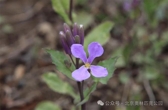 黄道吉日的万年历_黄道吉日万年历_黄道吉曰万年历查询