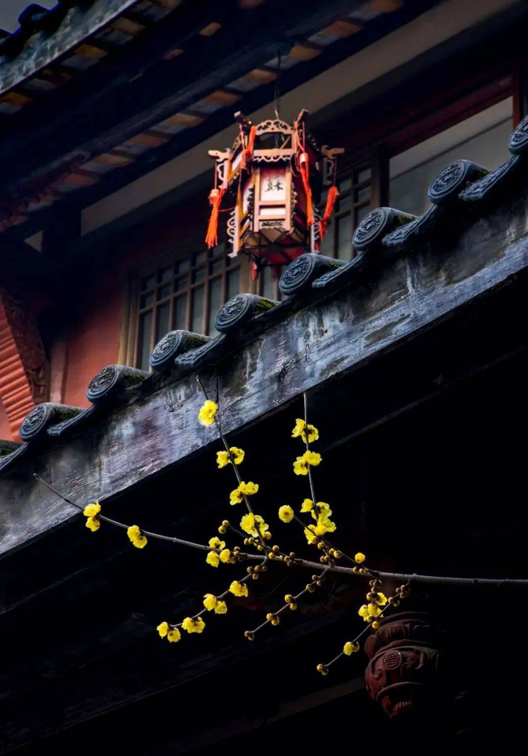 梨花落_梨花落泪_梨花落春带雨是什么歌