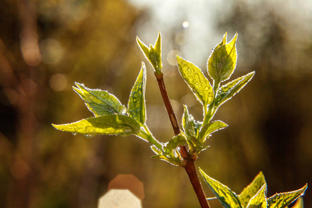 仲春时节拼音_仲春时节_什么是仲春时节的先声