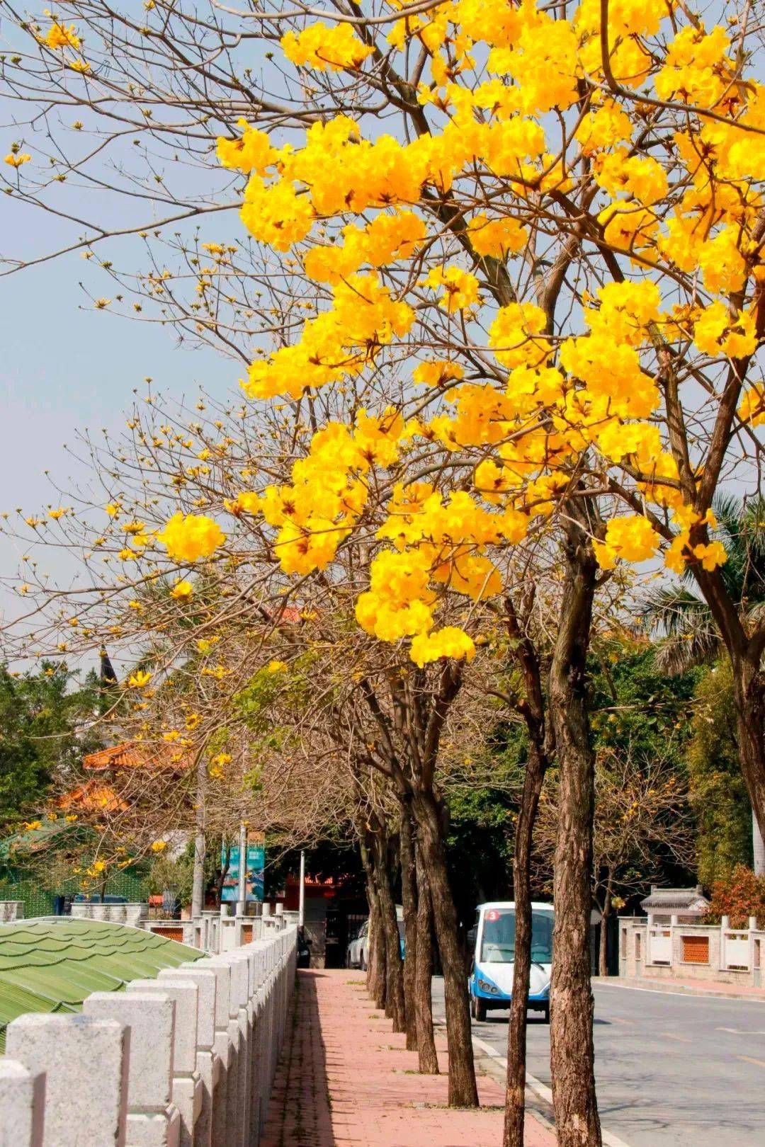 什么是仲春时节的先声_仲春时节_仲春时节拼音