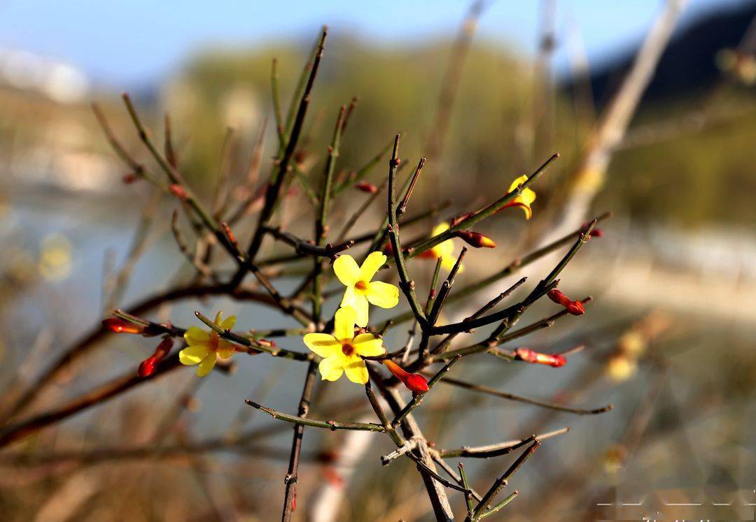 什么是仲春时节的先声_仲春时节拼音_仲春时节