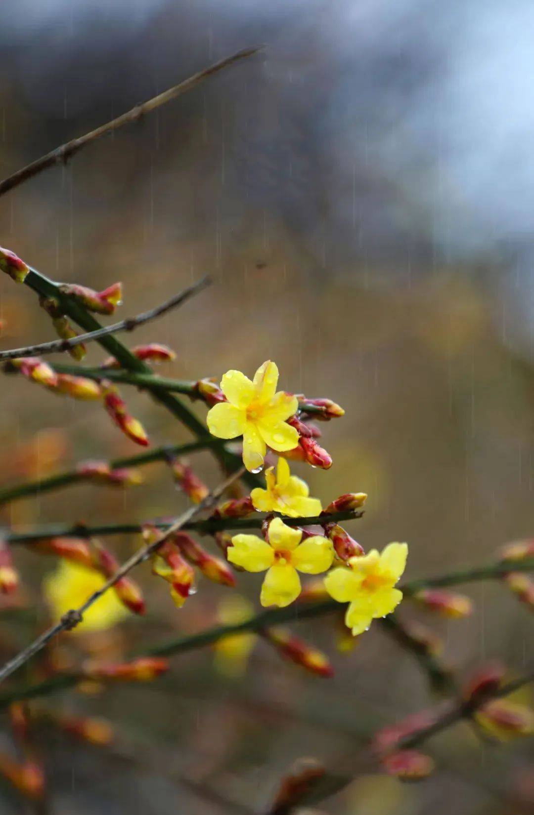 什么是仲春时节的先声_仲春时节_仲春时节拼音