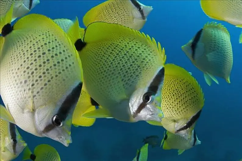 深海电视剧全集免费_《深海》电影国漫免费观看_深海免费完整版高清在线观看