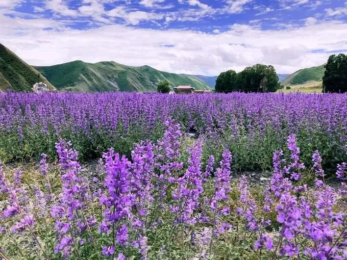 菲瓦伦丁声优_菲瓦伦丁结局_菲瓦伦丁